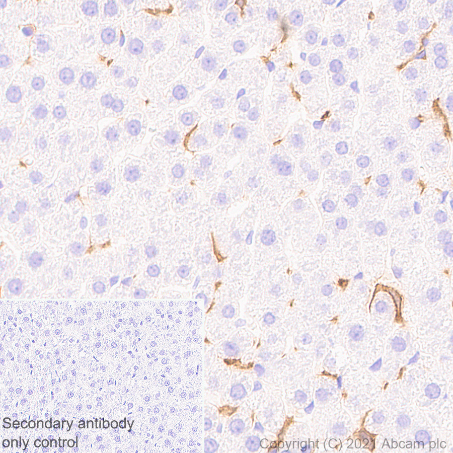 Immunohistochemistry (Formalin/PFA-fixed paraffin-embedded sections) - Anti-DAP12 antibody [EPR24244-76] - BSA and Azide free (ab283703), expandable thumbnail