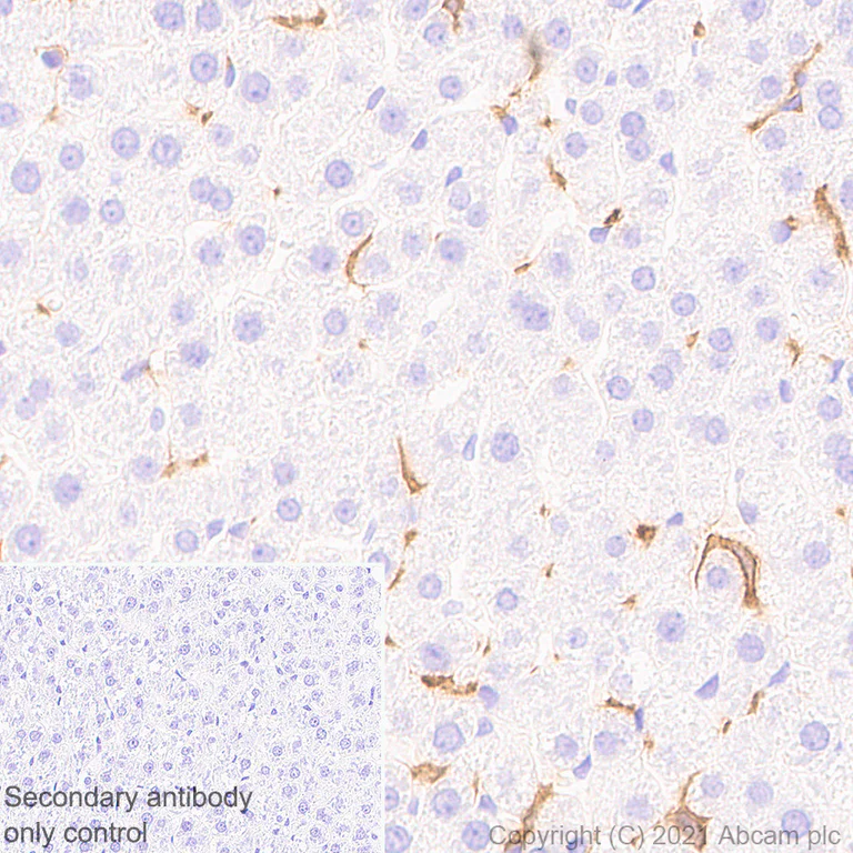 Immunohistochemistry (Formalin/PFA-fixed paraffin-embedded sections) - Anti-DAP12 antibody [EPR24244-76] - BSA and Azide free (AB283703)