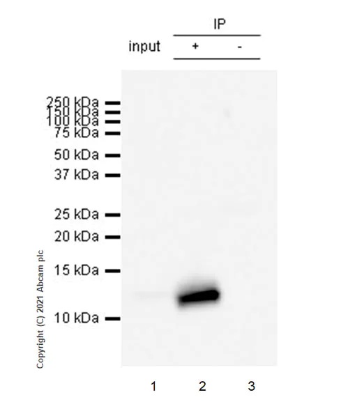 Immunoprecipitation - Anti-DAP12 antibody [EPR24244-76] - BSA and Azide free (AB283703)