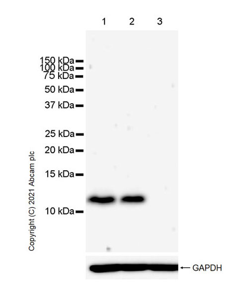 Western blot - Anti-DAP12 antibody [EPR24244-76] - BSA and Azide free (AB283703), expandable thumbnail