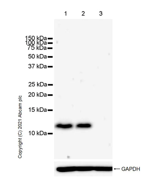 Western blot - Anti-DAP12 antibody [EPR24244-76] - BSA and Azide free (AB283703)