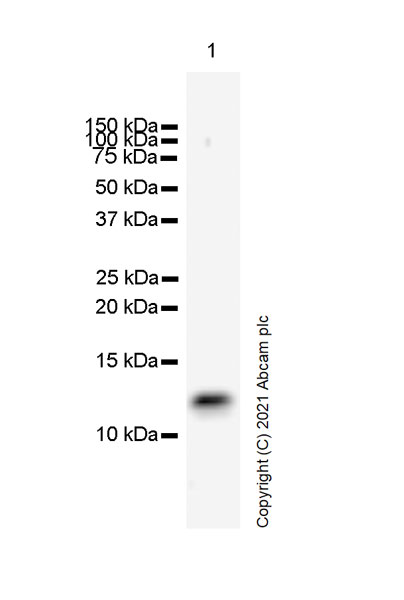 Western blot - Anti-DAP12 antibody [EPR24244-76] - BSA and Azide free (AB283703), expandable thumbnail