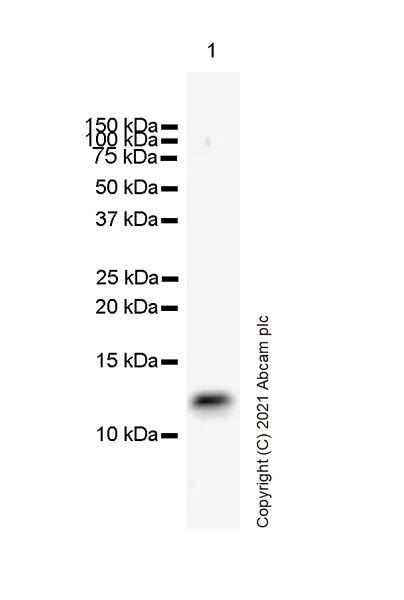 Western blot - Anti-DAP12 antibody [EPR24244-76] - BSA and Azide free (AB283703)