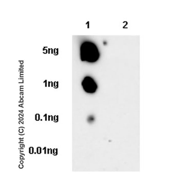 Dot Blot - Anti-DAP12 antibody [EPR29151-41] (AB323318), expandable thumbnail