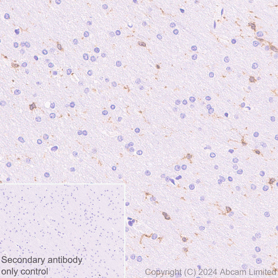 Immunohistochemistry (Formalin/PFA-fixed paraffin-embedded sections) - Anti-DAP12 antibody [EPR29151-41] (AB323318), expandable thumbnail