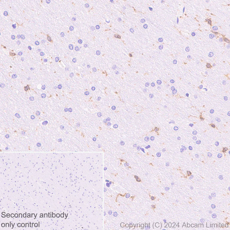 Immunohistochemistry (Formalin/PFA-fixed paraffin-embedded sections) - Anti-DAP12 antibody [EPR29151-41] - BSA and Azide free (AB326592)