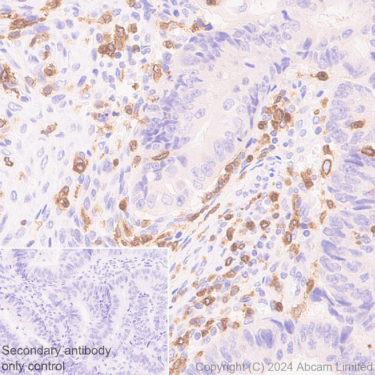 Immunohistochemistry (Formalin/PFA-fixed paraffin-embedded sections) - Anti-DAP12 antibody [EPR29151-41] - BSA and Azide free (AB326592)