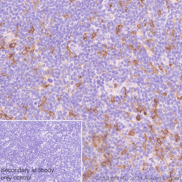 Immunohistochemistry (Formalin/PFA-fixed paraffin-embedded sections) - Anti-DAP12 antibody [EPR29151-41] - BSA and Azide free (AB326592)