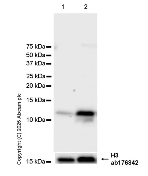 Western blot - Anti-DAP12 antibody [EPR29151-41] - BSA and Azide free (AB326592)