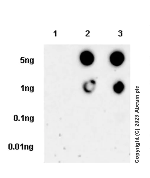Dot Blot - Anti-DAP12 (phospho Y91) antibody [EPR25630-43] (AB314891)
