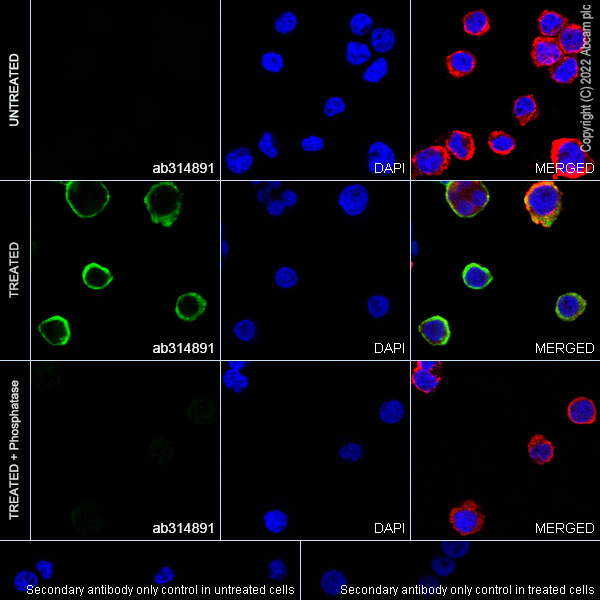 Immunocytochemistry/ Immunofluorescence - Anti-DAP12 (phospho Y91) antibody [EPR25630-43] - BSA and Azide free (AB314892), expandable thumbnail