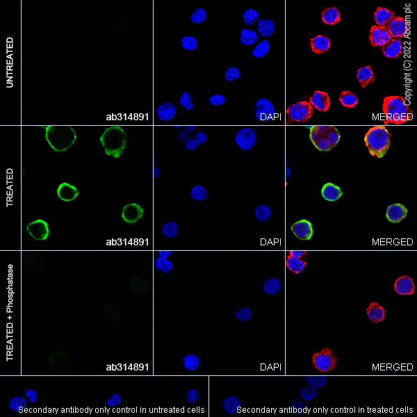Immunocytochemistry/ Immunofluorescence - Anti-DAP12 (phospho Y91) antibody [EPR25630-43] - BSA and Azide free (AB314892)