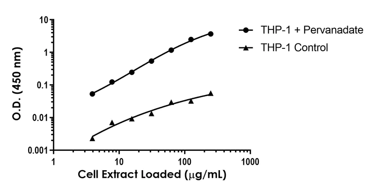 Sandwich ELISA - Anti-DAP12 (phospho Y91) antibody [EPR25630-5] - BSA and Azide free (Detector) (AB322071)