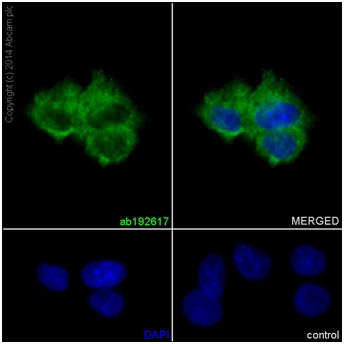 Immunocytochemistry/ Immunofluorescence - Anti-DAP13/NDUFA12 antibody [EPR15867-28] (AB192617), expandable thumbnail
