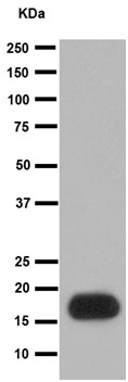Western blot - Anti-DAP13/NDUFA12 antibody [EPR15867-28] (AB192617), expandable thumbnail