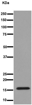 Western blot - Anti-DAP13/NDUFA12 antibody [EPR15867-28] (AB192617), expandable thumbnail