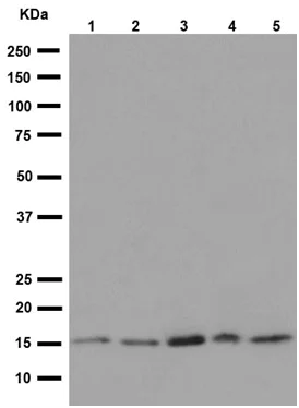 Western blot - Anti-DAP13/NDUFA12 antibody [EPR15867-28] - BSA and Azide free (AB251148)