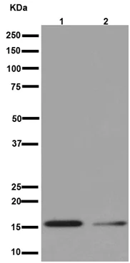 Western blot - Anti-DAP13/NDUFA12 antibody [EPR15867-28] - BSA and Azide free (AB251148)