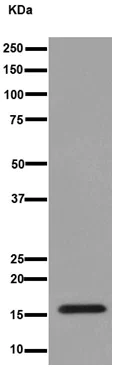 Western blot - Anti-DAP13/NDUFA12 antibody [EPR15867-28] - BSA and Azide free (AB251148)