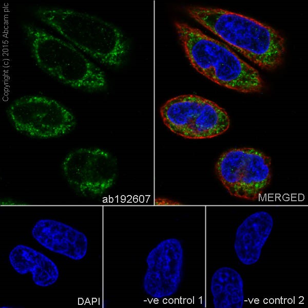 Immunocytochemistry/ Immunofluorescence - Anti-DAP13/NDUFA12 antibody [EPR15867] (AB192607), expandable thumbnail