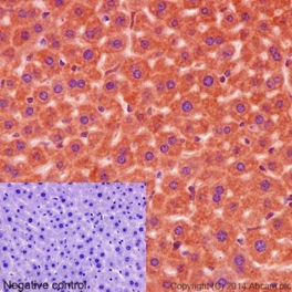 Immunohistochemistry (Formalin/PFA-fixed paraffin-embedded sections) - Anti-DAP13/NDUFA12 antibody [EPR15867] (ab192607), expandable thumbnail