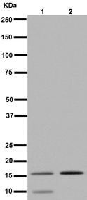 Western blot - Anti-DAP13/NDUFA12 antibody [EPR15867] (AB192607), expandable thumbnail