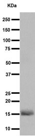 Western blot - Anti-DAP13/NDUFA12 antibody [EPR15867] (AB192607), expandable thumbnail