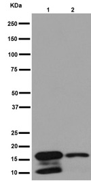 Western blot - Anti-DAP13/NDUFA12 antibody [EPR15867] (AB192607), expandable thumbnail