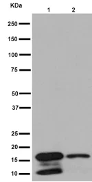 Western blot - Anti-DAP13/NDUFA12 antibody [EPR15867] (AB192607)