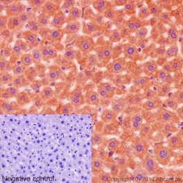 Immunohistochemistry (Formalin/PFA-fixed paraffin-embedded sections) - Anti-DAP13/NDUFA12 antibody [EPR15867] - BSA and Azide free (AB251142)