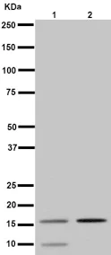 Western blot - Anti-DAP13/NDUFA12 antibody [EPR15867] - BSA and Azide free (AB251142)