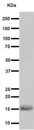 Western blot - Anti-DAP13/NDUFA12 antibody [EPR15867] - BSA and Azide free (AB251142)