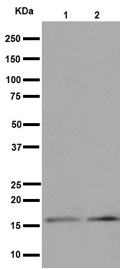 Western blot - Anti-DAP13/NDUFA12 antibody [EPR15867] - BSA and Azide free (AB251142), expandable thumbnail
