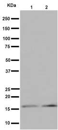 Western blot - Anti-DAP13/NDUFA12 antibody [EPR15867] - BSA and Azide free (AB251142)