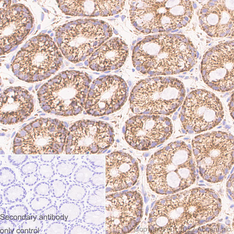 Immunohistochemistry (Formalin/PFA-fixed paraffin-embedded sections) - Anti-DAP3 antibody [10/DAP3] (AB302889)