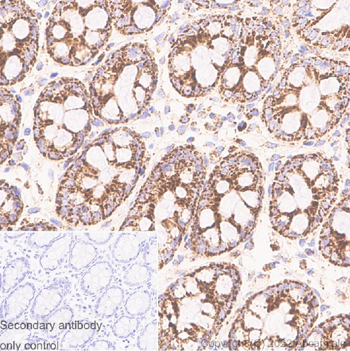 Immunohistochemistry (Formalin/PFA-fixed paraffin-embedded sections) - Anti-DAP3 antibody [10/DAP3] (AB302889)