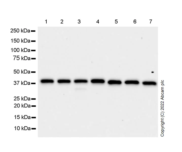 Western blot - Anti-DAP3 antibody [10/DAP3] (AB302889)