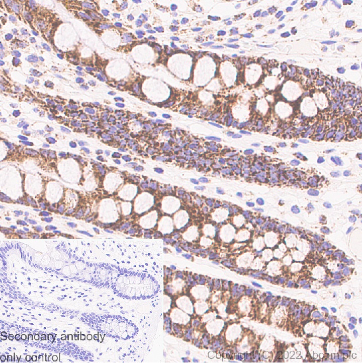 Immunohistochemistry (Formalin/PFA-fixed paraffin-embedded sections) - Anti-DAP3 antibody [10/DAP3] (BSA and Azide free) (AB302890), expandable thumbnail