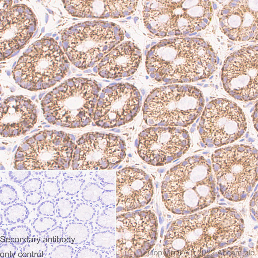 Immunohistochemistry (Formalin/PFA-fixed paraffin-embedded sections) - Anti-DAP3 antibody [10/DAP3] (BSA and Azide free) (AB302890), expandable thumbnail