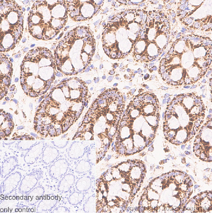Immunohistochemistry (Formalin/PFA-fixed paraffin-embedded sections) - Anti-DAP3 antibody [10/DAP3] (BSA and Azide free) (AB302890), expandable thumbnail