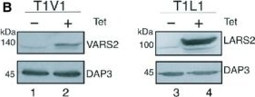 Western blot - Anti-DAP3 antibody [42C617] (AB11928), expandable thumbnail