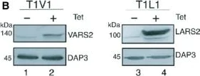 Western blot - Anti-DAP3 antibody [42C617] (AB11928)