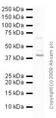 Western blot - Anti-DAP3 antibody [42C617] (AB11928)