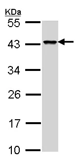 Western blot - Anti-DAP3 antibody (AB155499)