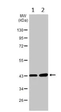 Western blot - Anti-DAP3 antibody (AB227257)