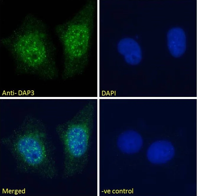 Immunocytochemistry/ Immunofluorescence - Anti-DAP3 antibody (AB2637)