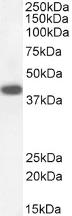 Western blot - Anti-DAP3 antibody (AB2637)