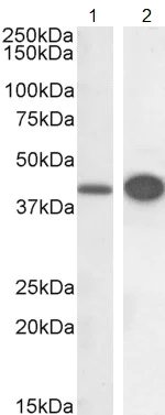 Western blot - Anti-DAP3 antibody (AB2637)