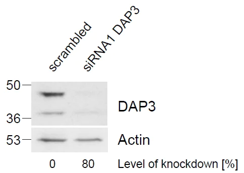 Western blot - Anti-DAP3 antibody (AB2637)