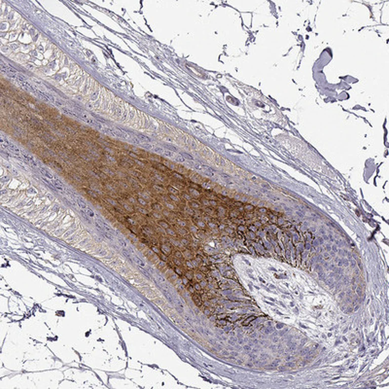 Immunohistochemistry (Formalin/PFA-fixed paraffin-embedded sections) - Anti-DAPL1 antibody (AB150969)